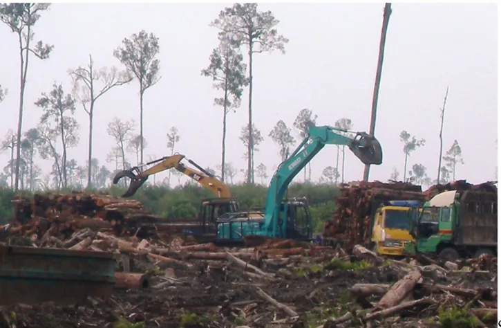 Foto 2. Kayu hutan alam Senepis digunduli dalam konsesi PT. Suntara Gajapati konsesi (sama  seperti  di  Foto  1)  dimuat  ke  truk