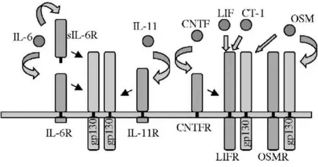 Gambar 1. Skema sharing reseptor sitokin dengan gp130 dalam signal 