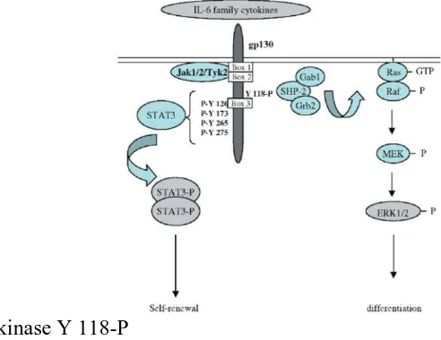 Gambar 2. Skema signaling pathways yang berkaitan dengan sifat 