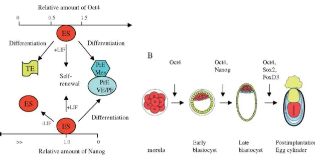 Gambar 2. Skema peran Oct4, Nanog dan LIF pada stem cell terhadap 