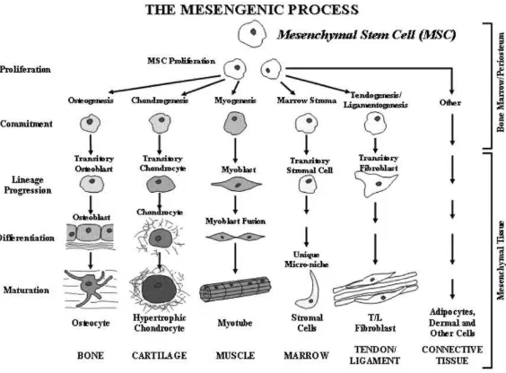 Gambar 3. Skema proses mesengenic sumsum tulang 