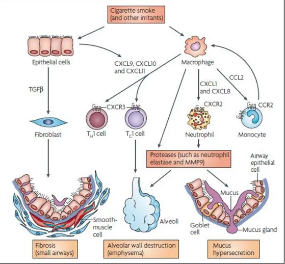 Gambar 1. Sel imun dan inflamatori yang terlibat dalam PPOK (Barnes, 2008)