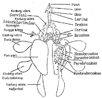Gambar 1. Kantong Udara pada Sistem Pernafasan Unggas                    ( Sumber: Caceci, 1995) 