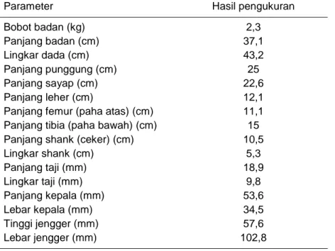 Tabel 11. Ukuran tubuh ayam Cemani jantan dewasa 