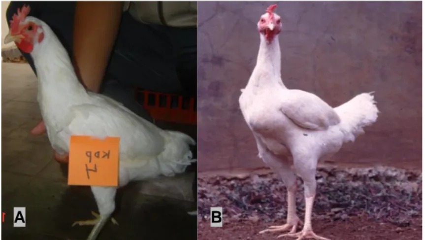 Gambar 15.  Ayam  Kedu  Putih  (A)  betina  dan  (B)  jantan  (Foto:  (A)  Sulandari dan (B) S