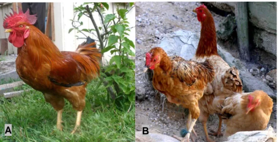 Gambar 16.  Ayam  Nunukan  (A)  jantan  dan  (B)  betina  (Foto:  (A)  S. 