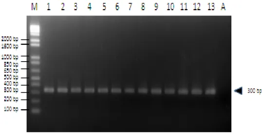 Gambar 2. Hasil elektroforesis Deteksi Gen Karotenoid  pada Plasma  Nutfah  Jagung Lokal Sulawesi Selatan (M= Marker, 1-9= 