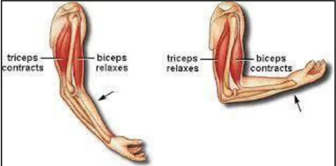 Gambar 2.12. Triceps dan biceps (otot lengan atas)  Sumber: mallardsgroup.com 