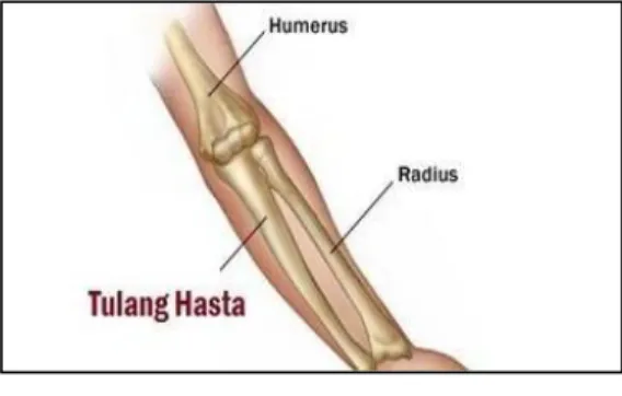 Gambar 2.19. Ulna (Tulang Hasta)  Sumber: materibelajar.com  6.  Karpal (tulang pergelangan tangan) 