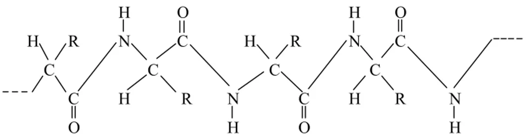 Gambar 8. Rantai polipeptida atau protein (Cowd, 1991) 