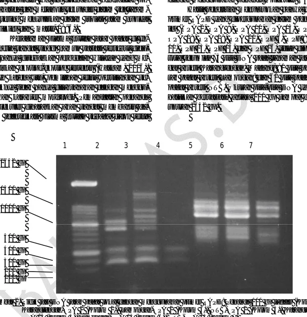 Gambar 2. Sidik jari DNA jarak  pagar  lokal dengan  menggunakan  primer RAPD: Penanda 100 bp ladder (Kolom 1),  OPA  2  (Kolom  2),  Lamongan-OPA  2  (Kolom  3),  NTB-OPA  2  (Kolom  4),   Karangtengah-OPA 13 (Kolom 5), Lamongan-Karangtengah-OPA 13 (Kolom