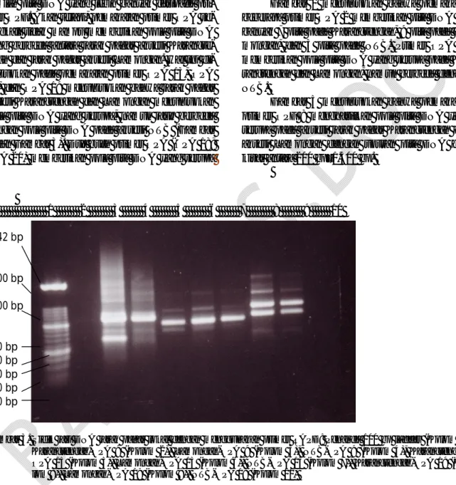 Gambar  2  menunjukkan  bahwa  pemakaian  beberapa primer OPA 2 memberikan pita DNA  se-banyak  7  pita  pada  Karangtengah,  9  pita  pada   La-mongan,  dan  3  pita  pada  NTB