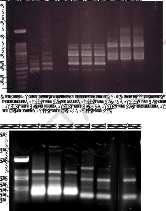 Gambar 4. Sidik jari DNA jarak  pagar  lokal dengan  menggunakan  primer RAPD: Penanda 100 bp ladder (Kolom 1),  OPA 10 (Kolom 2), Lamongan-OPA 10 (Kolom 3), NTB-OPA 10  (Kolom 4),  Karangtengah-OPA 18 (Kolom 5), Lamongan-Karangtengah-OPA 18 (Kolom 6), NTB