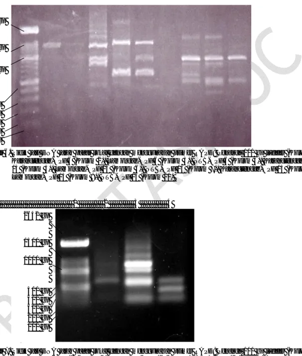Gambar 6. Sidik jari DNA jarak  pagar  lokal dengan  menggunakan  primer RAPD: Penanda 100 bp ladder (Kolom 1),  Karangtengah-OPF 6 (Kolom 2), Lamongan-OPF 6 (Kolom 3), NTB-OPF 6 (Kolom 4), Karangtengah-OPF  13 (Kolom 5), Lamongan-OPF 13 (Kolom 6), NTB-OPF