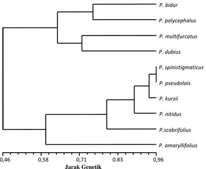 Gambar 2. Dendrogram 10 Jenis Pandanus berdasarkan Profil Pola Pita DNA dengan Teknik ISSR 