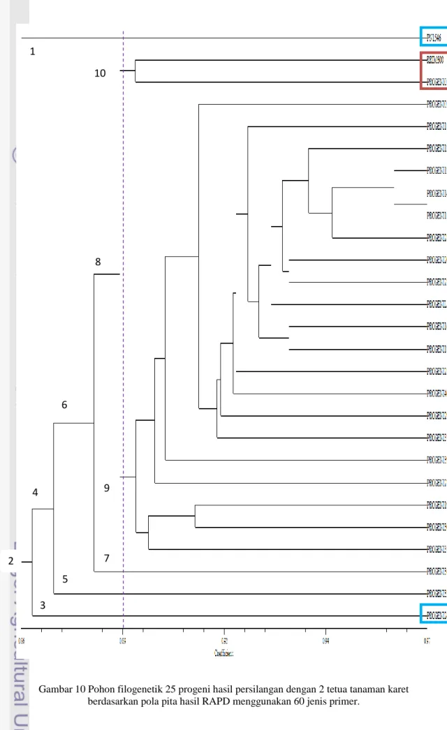 Gambar 10 Pohon filogenetik 25 progeni hasil persilangan dengan 2 tetua tanaman karet  berdasarkan pola pita hasil RAPD menggunakan 60 jenis primer