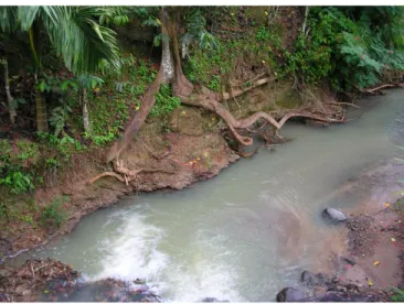 Gambar 3. Akar pohon  mencengkeram kuat tebing  sungai penting untuk  mempertahankan stabilitas  tebing dan mengurangi  longsor (Foto oleh  Kurniatun Hairiah) 