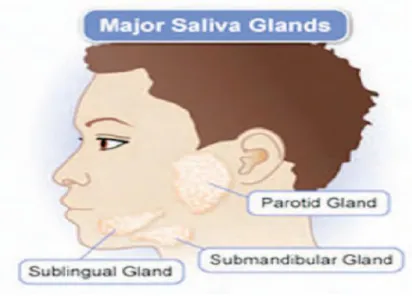 Gambar 2.1 Major Saliva Glands