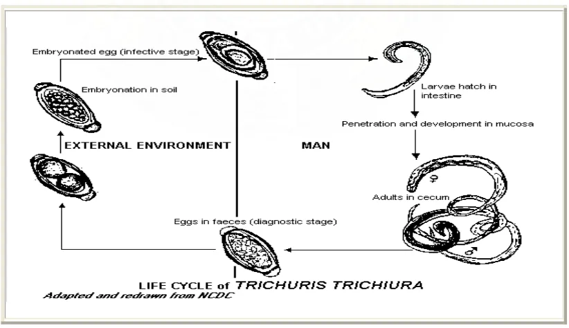 Gambar 2.2. Siklus hidup Trichuris trichiura  