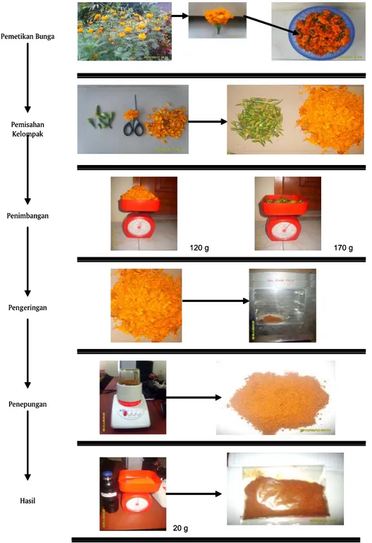 Gambar 2. Proses pembuatan tepung bunga tai kotok