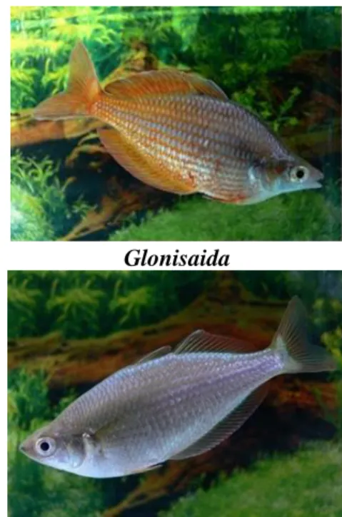 Gambar  3.  Glopicoo  („Strain”)  (dalam  penampilan  sementara) 