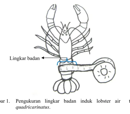 Gambar  1.  Pengukuran lingkar badan induk lobster air  tawar Cherax  quadricarinatus