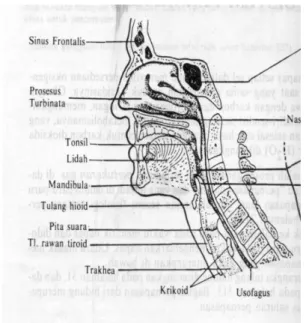 Gambar 1     Anatomi tonsil