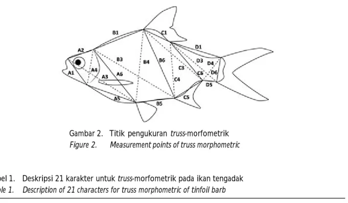 Tabel 1. Deskripsi 21 karakter untuk truss-morfometrik pada ikan tengadak Table 1. Description of 21 characters for truss morphometric of tinfoil barb