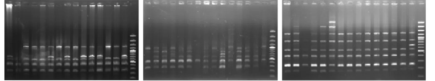 Gambar 5. Hasil amplifikasi DNA ikan tengadak Kalimantan (A), Sumatera (B), dan Jawa Barat (C) dengan PCR-RAPD menggunakan primer OPA-08 (Keterangan: nomor (1-15) = sampel ikan, M = marker DNA)