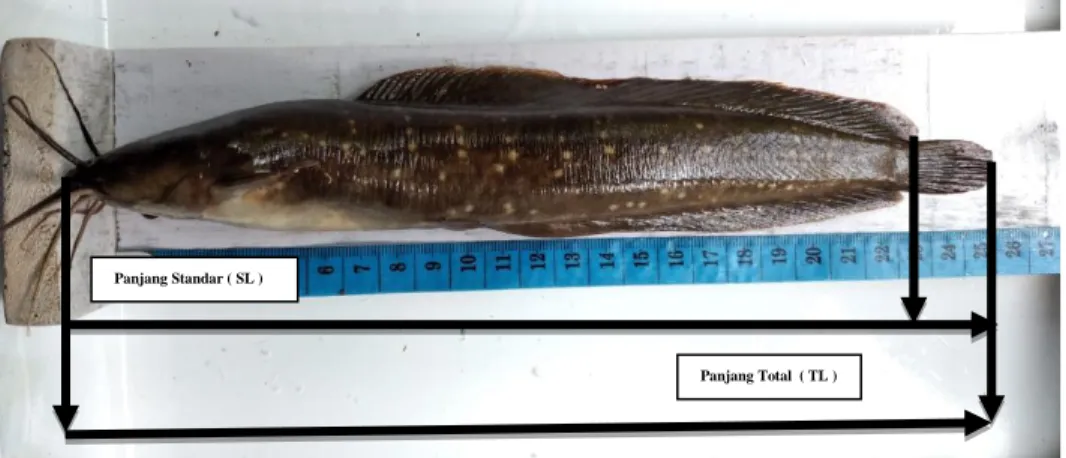 Gambar 2. Teknik Pengukuran Ikan Limbat  Analisis Data 