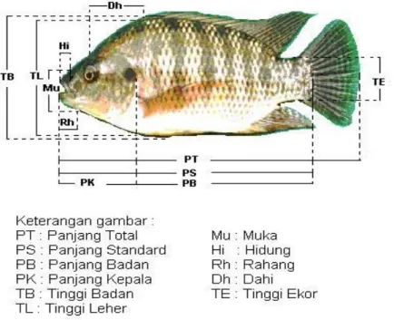 Gambar  1.    Deskripsi  pengukuran  karakter morfometri  baku  yang  digunakan  untuk  analisis  multivariasi ikan nila pada 3 tingkatan umur yang berbeda