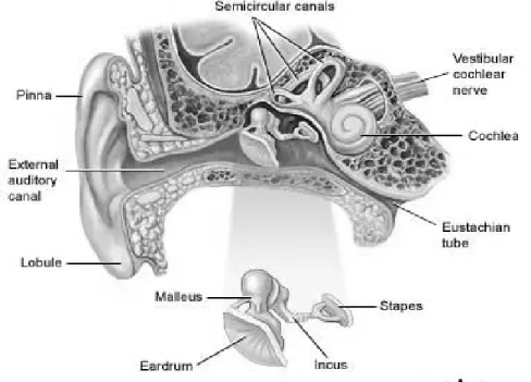 Gambar 2.1.  Anatomi Telinga Tengah  