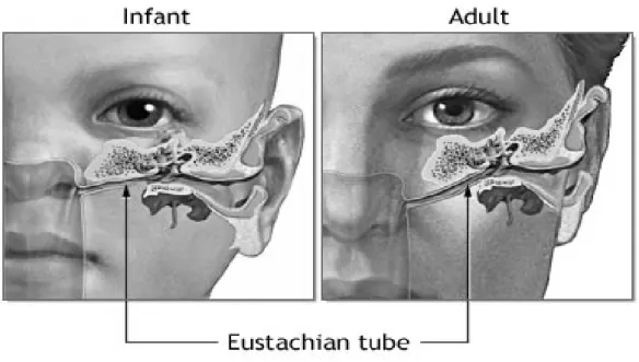 Gambar 2.5.   Perbandingan Tuba Eustachius  Pada Anak dan Dewasa         