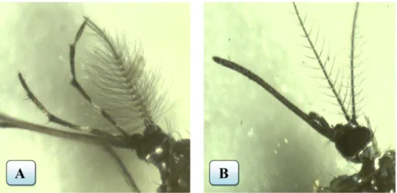Gambar 2.2    Perbedaan morfologi antena Ae. aegypti  jantan dan betina, (A) antena Ae