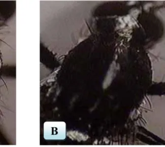 Gambar  2.3  Perbedaan  toraks  bagian  dorsal  dua  spesies  genus  Aedes,  (A)  toraks  Ae
