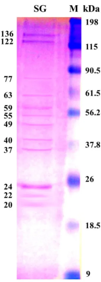 Gambar 4.3  Hasil visualisasi  SDS-PAGE,  (SG) protein 100 pasang  kelenjar saliva  Ae