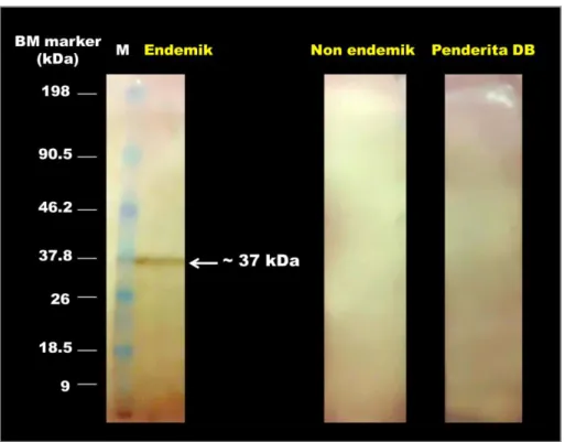 Gambar 4.4  Hasil visualisasi Western Blot, nampak satu pita protein kelenjar saliva Ae