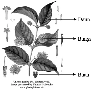 Gambar 1. Morfologi Tanaman Gambir (www.mbglibrary.com) 