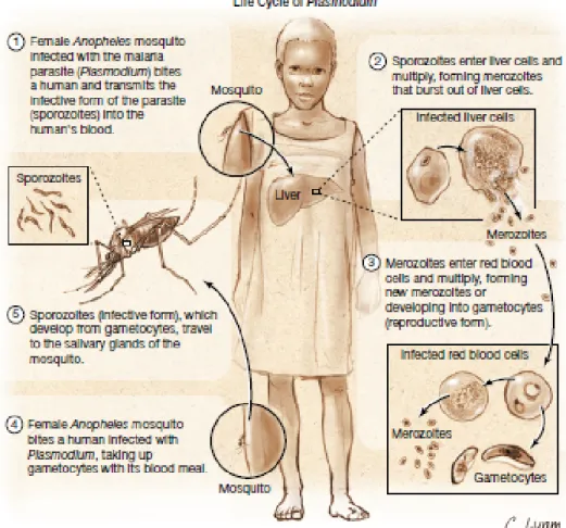 Gambar 2.1 Siklus hidup parasit malaria (Plasmodium) (Sumber: Parmet et al, 2010)