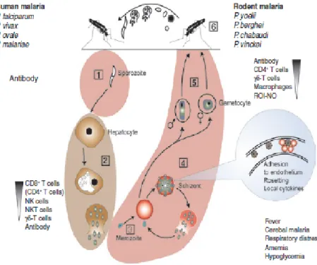 Gambar 2.2 Respon Imun terhadap Infeksi Malaria (Sumber: Langhorne, 2008)