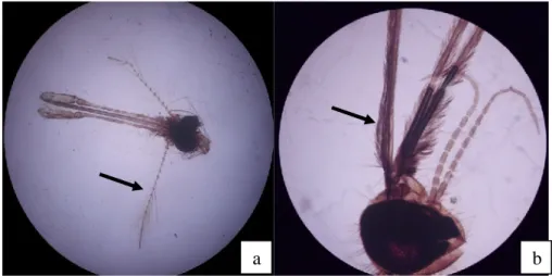 Gambar 4.2. Morfologi  antena  nyamuk  jantan  dan  betina.  a  antena  nyamuk  jantan dengan antena berambut tebal; b