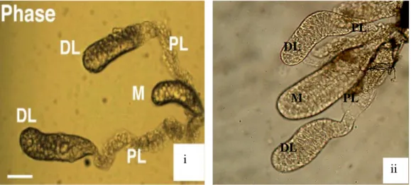 Gambar 4.3 Morfologi  kelenjar  saliva An.  maculatus.  (i)  kelenjar  saliva  dengan  3 lobus,  (M)  medial  lobes;  (PL)  proximal  lateral;  (DL)  distal  lateral (Yoshida, 2008)