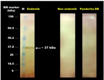 Gambar 2. Hasil visualisasi Western Blot, nampak satu pita protein kelenjar saliva Ae