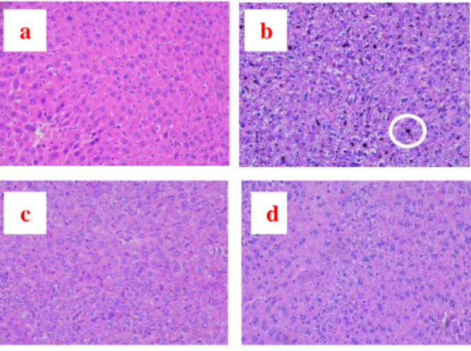 Gambar 2. Histopatologi hati mencit (a) hari ke 8 (b)  hari ke 40 (haemozoin dalam lingkaran putih) (c) hari 
