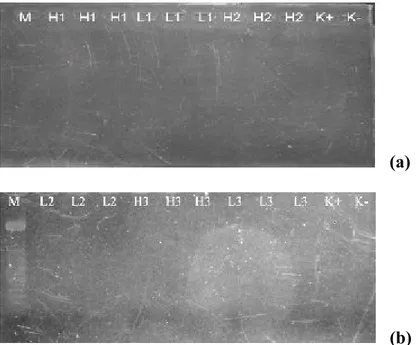 Gambar  6  Elektroforegram  nested-1  pada  gel  agarose  2%.  M.  Marker,  H1.  Hati  0Gy, L1