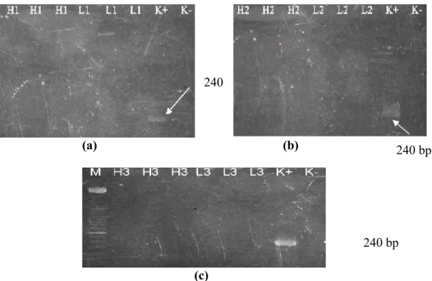 Gambar 7 Elektroforegram  nested-2 pada gel agaros 2%. M. Marker, (a) H1. Hati  0Gy, L1