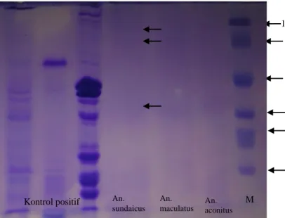 Gambar 4. Profil protein SG Anopheles pada SDS PAGE 12 %, keterangan : tanda panah  dalam gambar menunjukkan profil protein SG An.sundaicus  