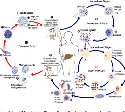 Gambar  2.2    Siklus  hidup  Plasmodium  (Sumber:  Centers  for  Disease  Control  and  Prevention [CDC], 2004)