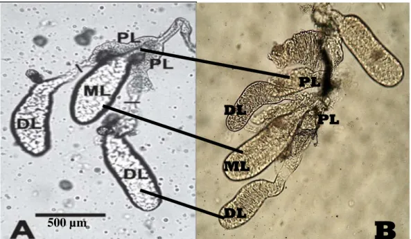 Gambar 4.1   Kelenjar  saliva  Anopheles  betina.  Ket:  PL:  Lobus  Proksimal,  DL:  Lobus  Distal,  ML: Lobus Medial