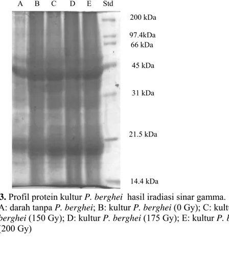 Gambar 3. Profil protein kultur P. berghei  hasil iradiasi sinar gamma. 